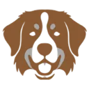 Berner sennenhund