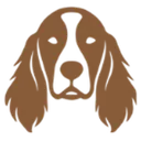 Irländsk röd setter