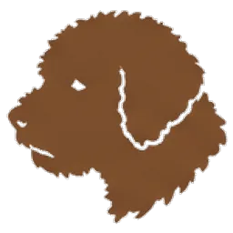 Lagotto romagnolo